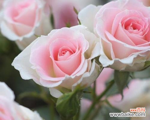 用玫瑰传递爱意 33朵玫瑰的花语之浪漫表白