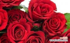 探索传递爱意的神秘密码——以33朵玫瑰花语为主题 33朵玫瑰花语的深刻含义