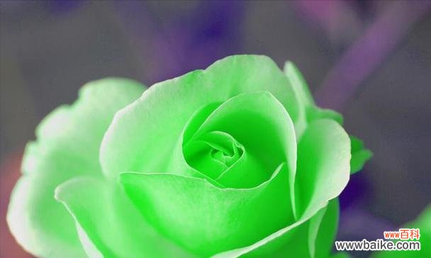 探秘35朵玫瑰所传递的浪漫与真情 玫瑰花语解读