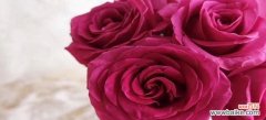 探寻玫瑰花的神秘之处 一支玫瑰的意义——爱与美的象征