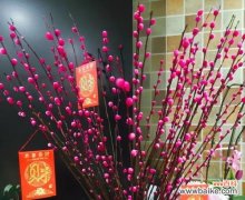 解读银柳的花语与寓意 银柳的花语及象征意义