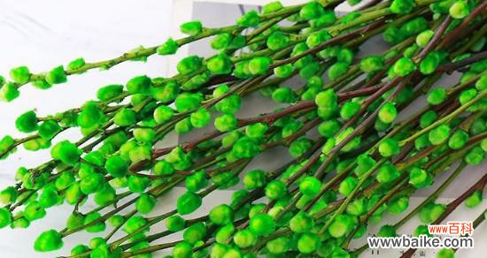 解读银柳的花语与寓意 银柳的花语及象征意义