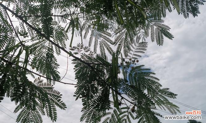一朵花的千年传奇 银合欢传说——花开寓意与美丽传承