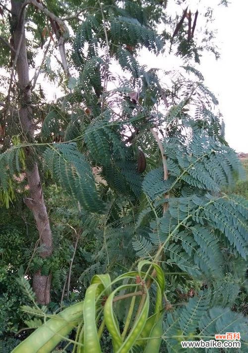 一朵花的千年传奇 银合欢传说——花开寓意与美丽传承