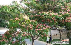 一朵花的千年传奇 银合欢传说——花开寓意与美丽传承