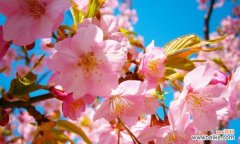 樱花花语探秘 樱花的花语与寓意——春天的使者