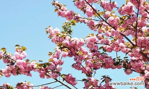 追寻浪漫之花的韵味 樱花的花语与意义