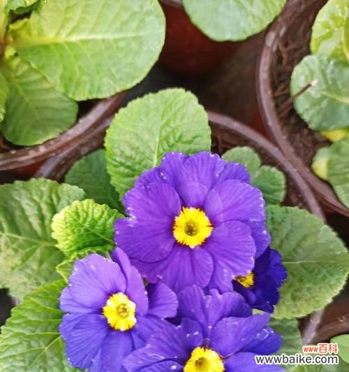 美丽而短暂的樱花草 樱花草花语——盛开于心间的美丽