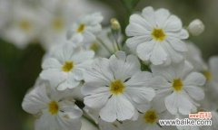 探寻樱花草花语之美 樱花草的花语