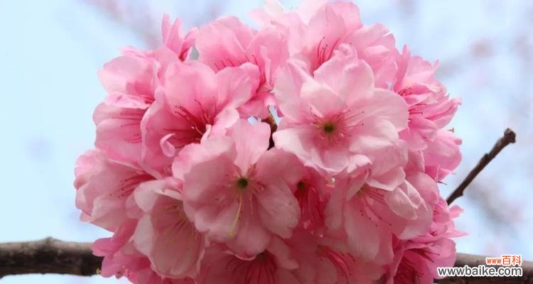 探寻樱花的神秘力量及其深厚文化底蕴 樱花的花语与传说