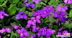 探寻樱花的神秘力量及其深厚文化底蕴 樱花的花语与传说