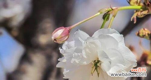 探寻樱花的神秘力量及其深厚文化底蕴 樱花的花语与传说