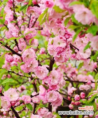 一朵樱花的多重含义 樱花的寓意与象征意义