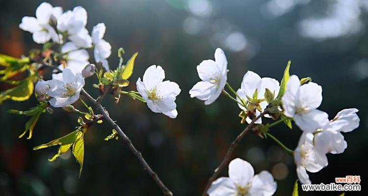 探索樱花的内涵和文化底蕴 樱花的花语与象征寓意