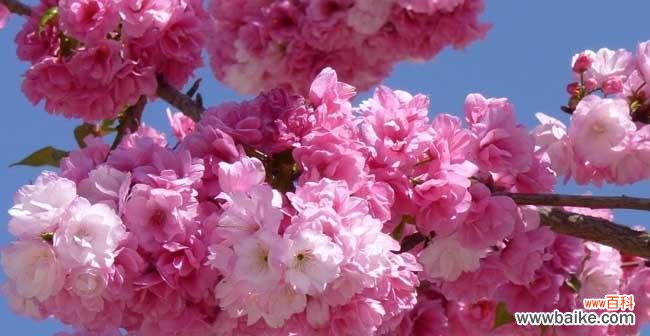 探索樱花花语的深刻内涵 樱花花语的美丽寓意
