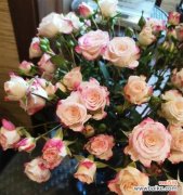 深情表白与永恒的爱 43朵玫瑰的花语与寓意