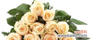 深情表白与永恒的爱 43朵玫瑰的花语与寓意