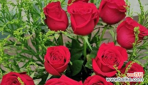 浪漫之情的象征——一探55朵玫瑰花的深意 55朵玫瑰花的花语解读