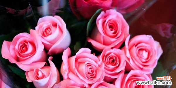 浪漫之情的象征——一探55朵玫瑰花的深意 55朵玫瑰花的花语解读