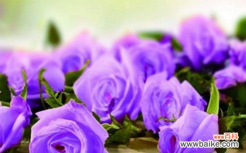 七彩玫瑰 玫瑰花语之7朵玫瑰的含义