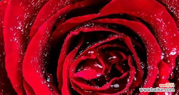 传递深情浓意的花束——探究93朵玫瑰花的花语 93朵玫瑰花花语的含义