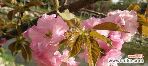 借助樱花了解人生的十五个智慧 樱花的花语与寓意