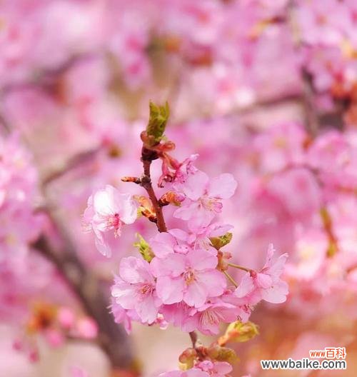 探索樱花的神秘与美丽 樱花花语与象征意义