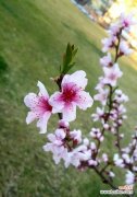 樱桃花的花语及文化传承 樱桃花的花语-绽放如梦的美丽