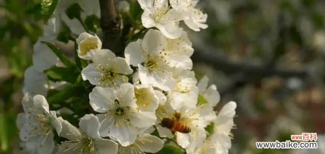 樱桃花的花语及文化传承 樱桃花的花语-绽放如梦的美丽