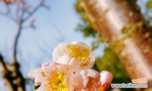 樱桃花的花语及文化传承 樱桃花的花语-绽放如梦的美丽