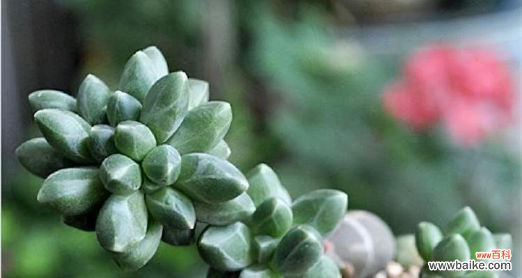 探寻樱水晶花语的深意 樱水晶的花语寓意