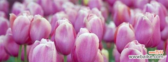 绽放的幸福 樱水晶——花开如梦