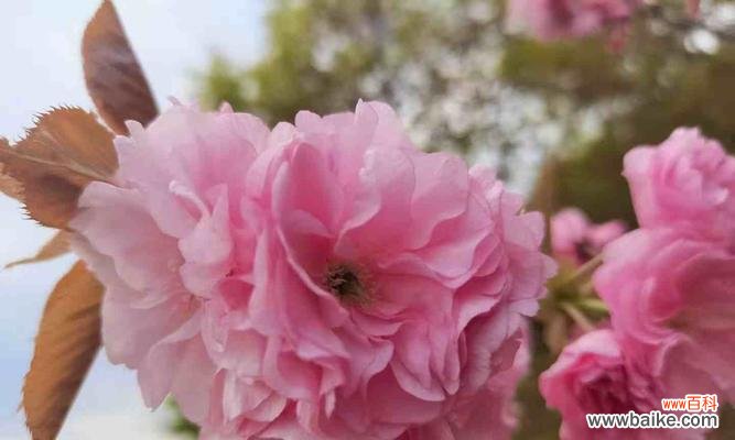 追寻樱花之美 樱花花语的意义与传承