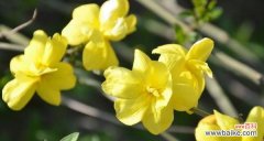 传递希望和繁荣的迎春花 迎春花的寓意与象征意义