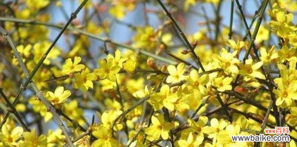 揭示迎春花的美丽寓意和文化内涵 以迎春花的花语传递积极正能量