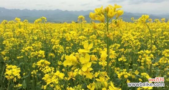 春天的黄金 花开如黄金，寓意盛世辉煌——油菜花的花语与寓意