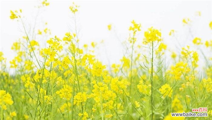 春天的黄金 花开如黄金，寓意盛世辉煌——油菜花的花语与寓意