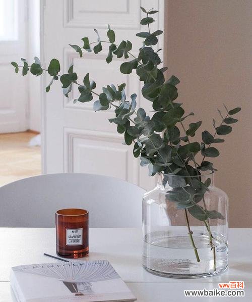 探索尤加利叶所代表的情感和象征意义 尤加利叶的花语与寓意