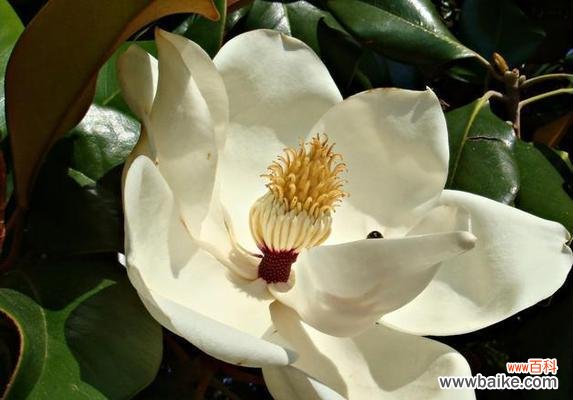 探索玉兰花的美丽与神秘 玉兰花的花语与传说