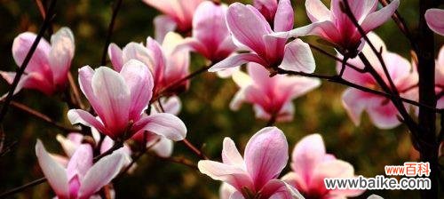 探索玉兰花的美丽与神秘 玉兰花的花语与传说