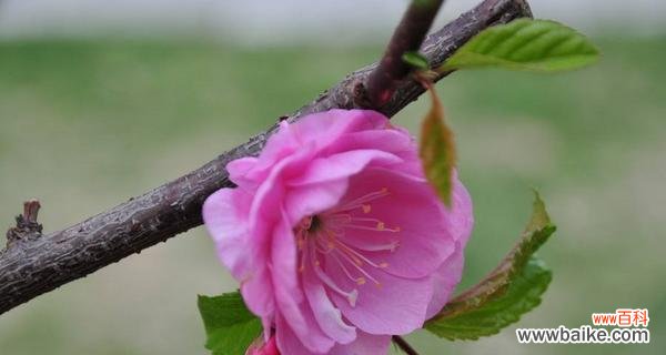 探寻榆叶梅花的诗意与哲思 以榆叶梅花语是什么