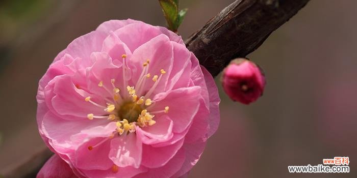 探寻榆叶梅花的诗意与哲思 以榆叶梅花语是什么