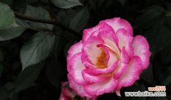 探寻安庆市花月季的文化内涵与美丽传承 安庆市花——月季花的寓意与象征