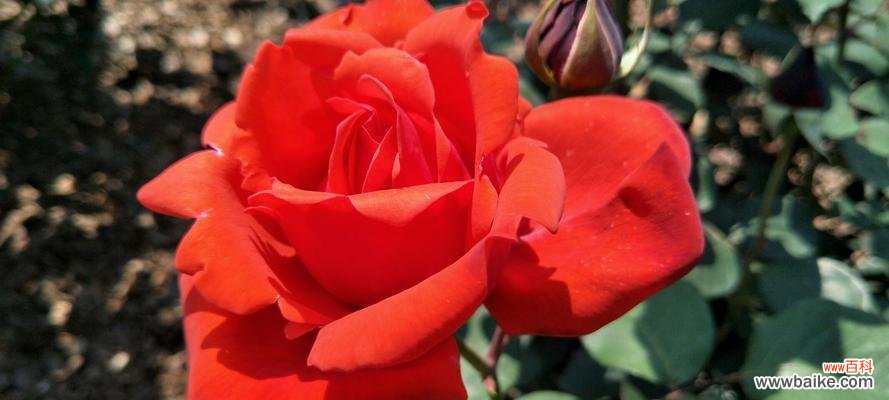 探寻安庆市花月季的文化内涵与美丽传承 安庆市花——月季花的寓意与象征