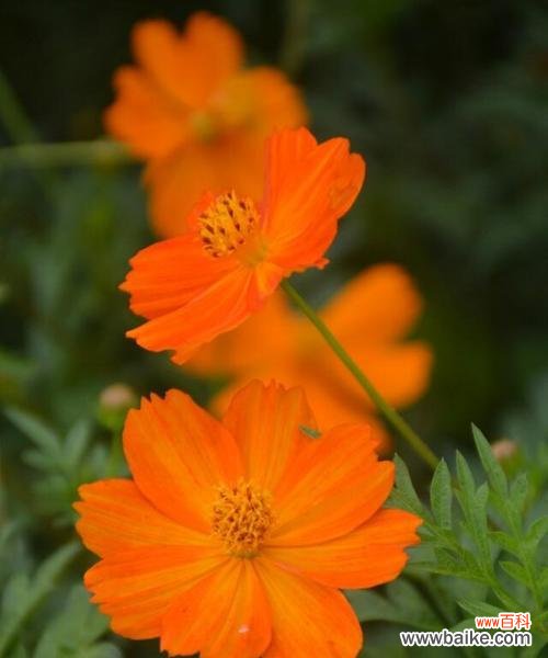 揭开八瓣花的奥秘 八瓣花的神秘象征与寓意