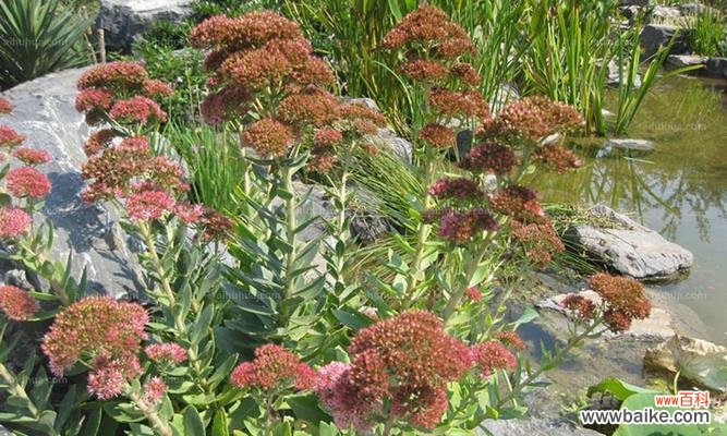 招财进宝 八宝景天的风水寓意与摆放位置