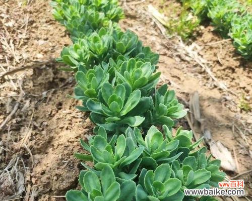 招财进宝 八宝景天的风水寓意与摆放位置