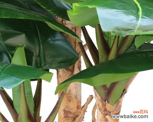 探索芭蕉的风水奥秘 芭蕉的风水寓意与摆放位置