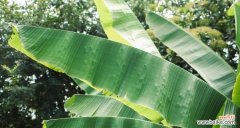 探索芭蕉的风水奥秘 芭蕉的风水寓意与摆放位置
