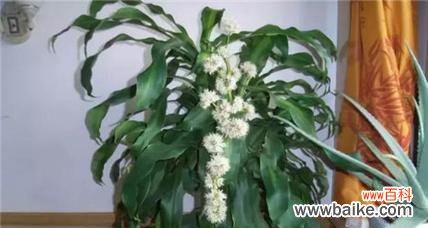 探索以巴西木的独特花语和深刻寓意 以巴西木的花语和寓意